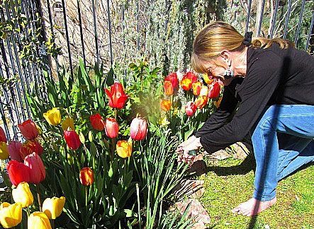 Andrea cutting tulips