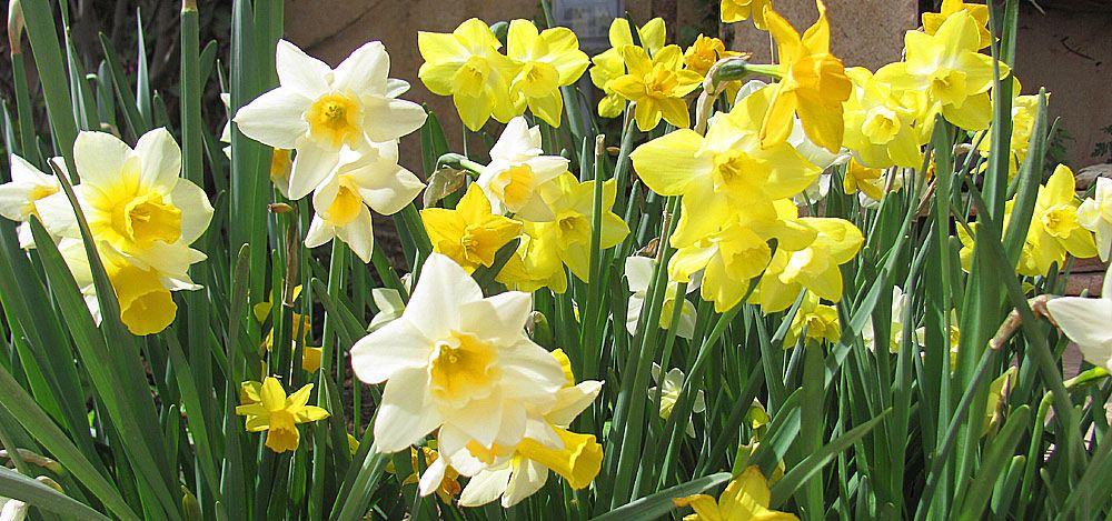 daffodils