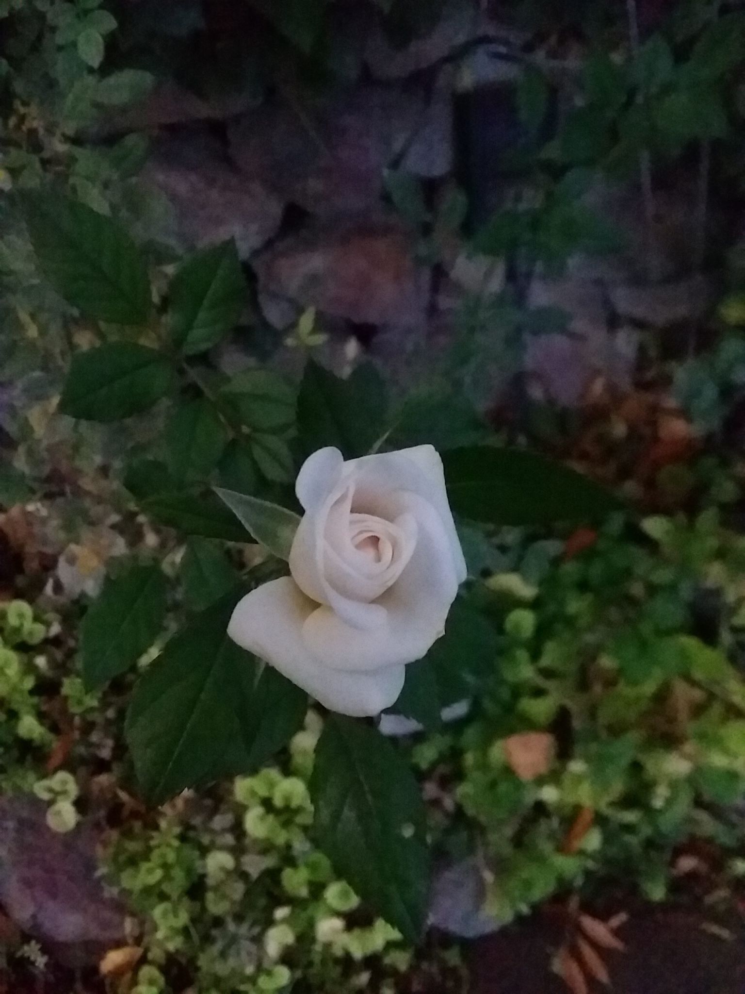 Cloudy day rose