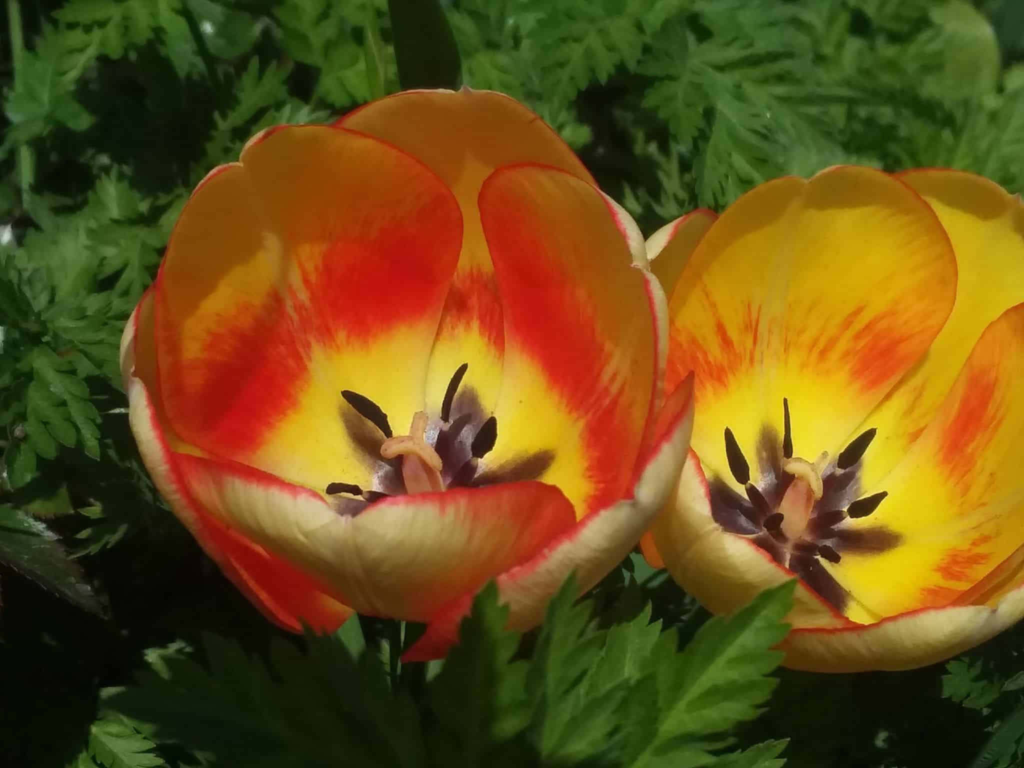 Tulip twins