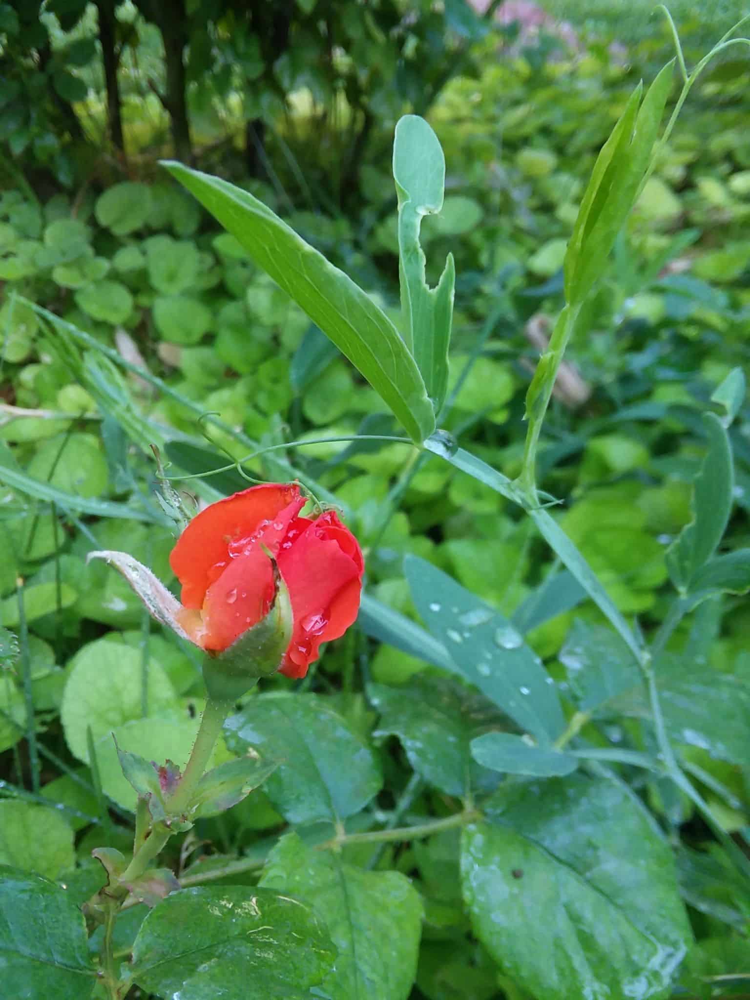 Rain dropped rose bud
