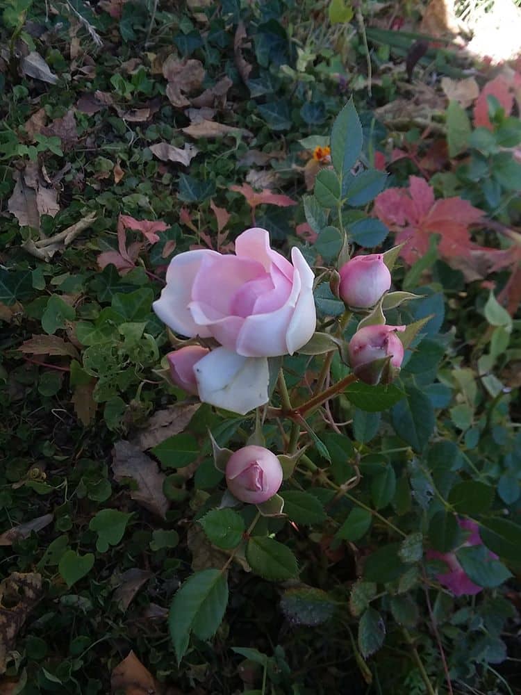 White to pink White to pink