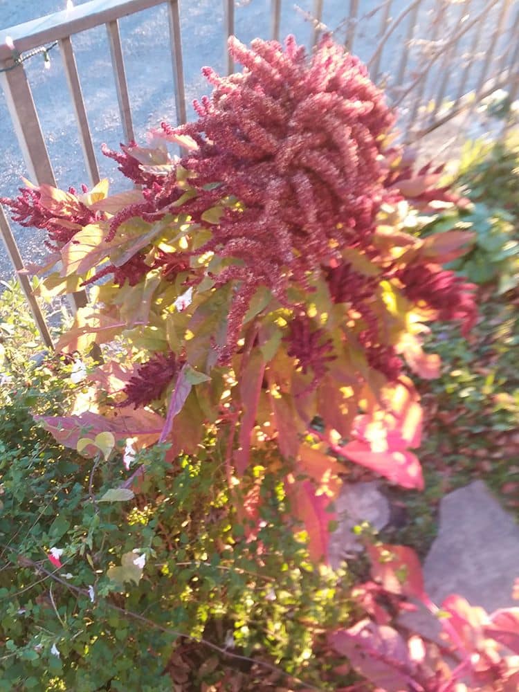 Amaranthus BEFORE Amaranthus BEFORE