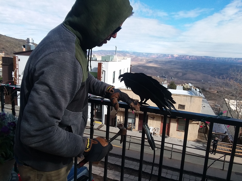 Raven 1