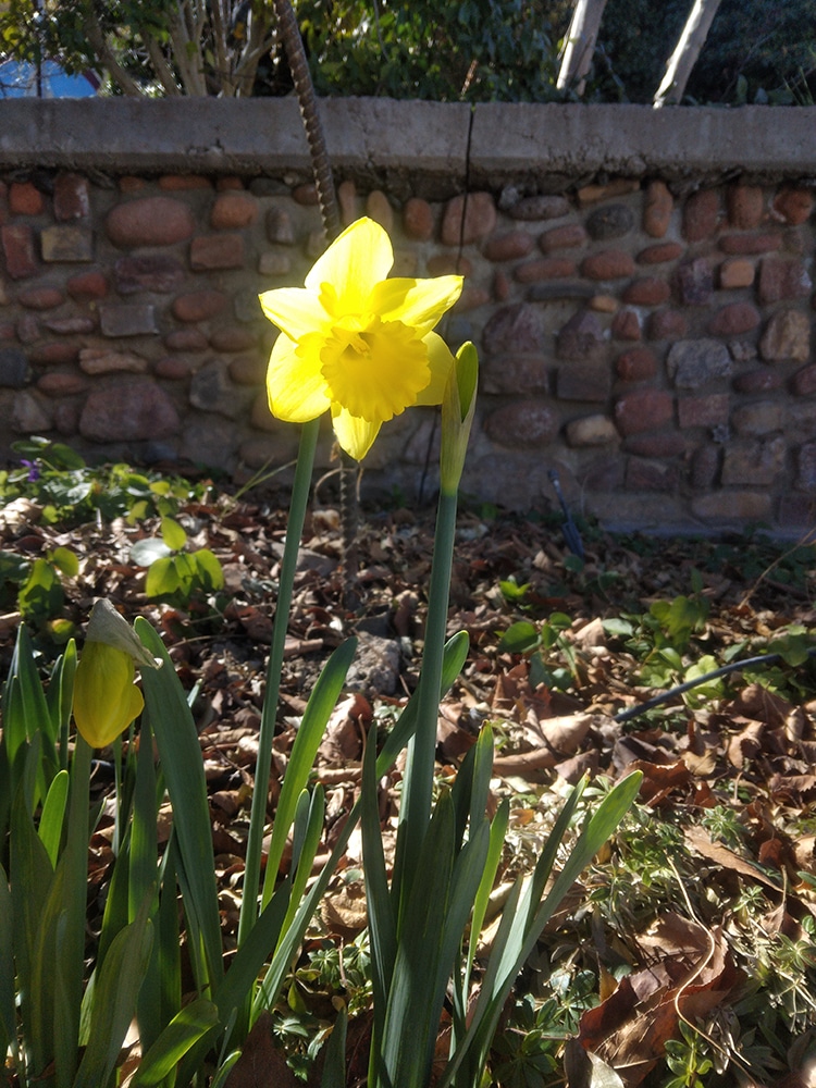 The first daffie