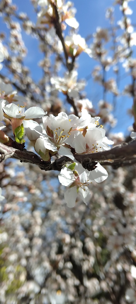 Apple blossom