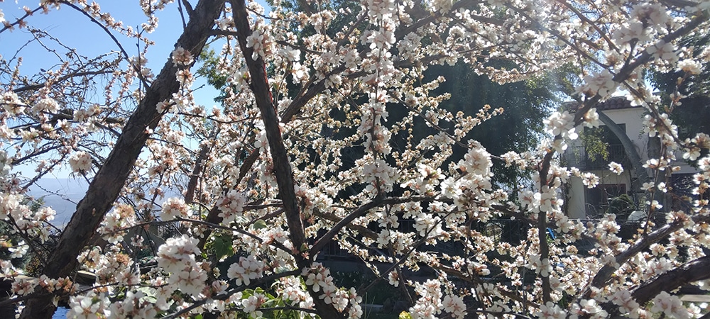 Chokecherry