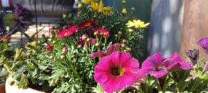 Petunias and friends