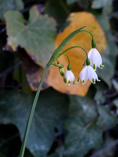Barely lily of the valley