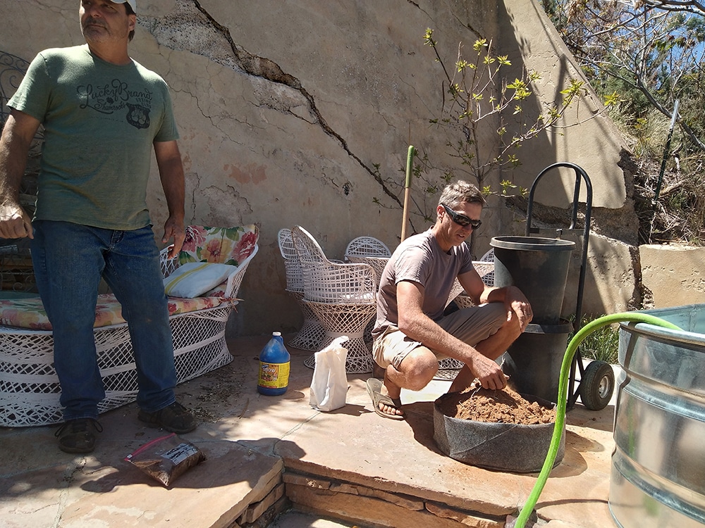 Filling lily pots Filling lily pots