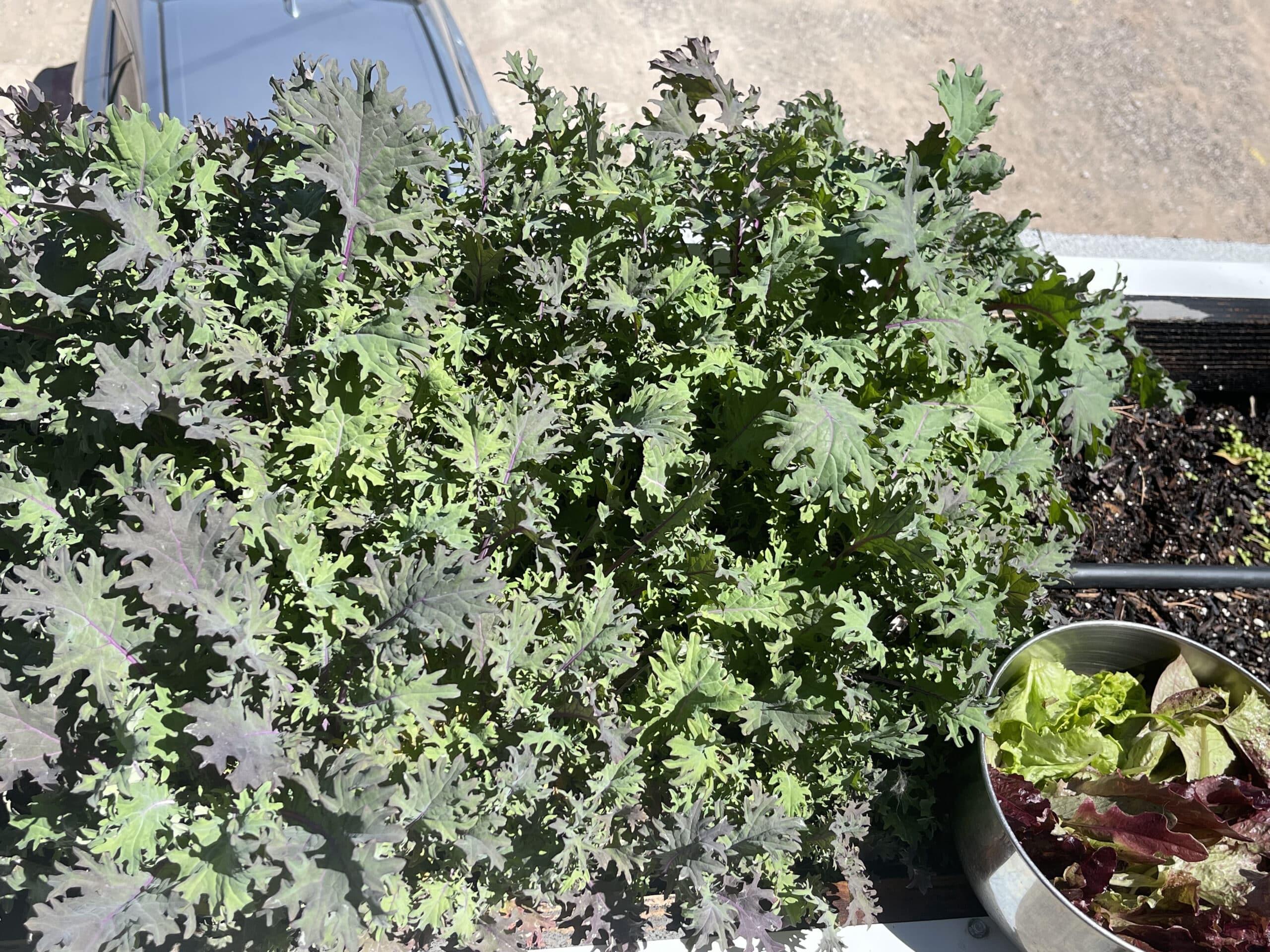 Russian kale and dindin