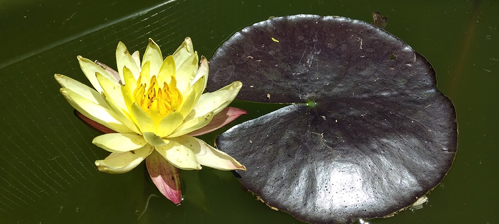 First lily First lily