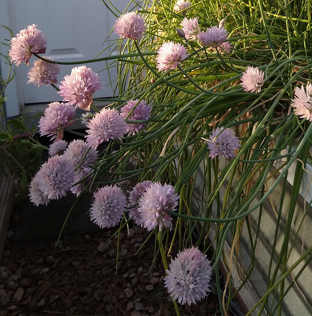 Chives 2