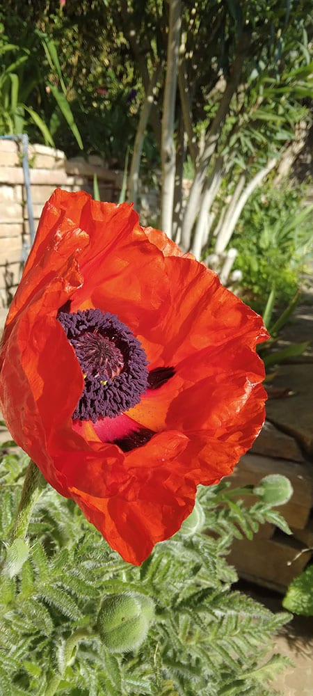 Poppy 1