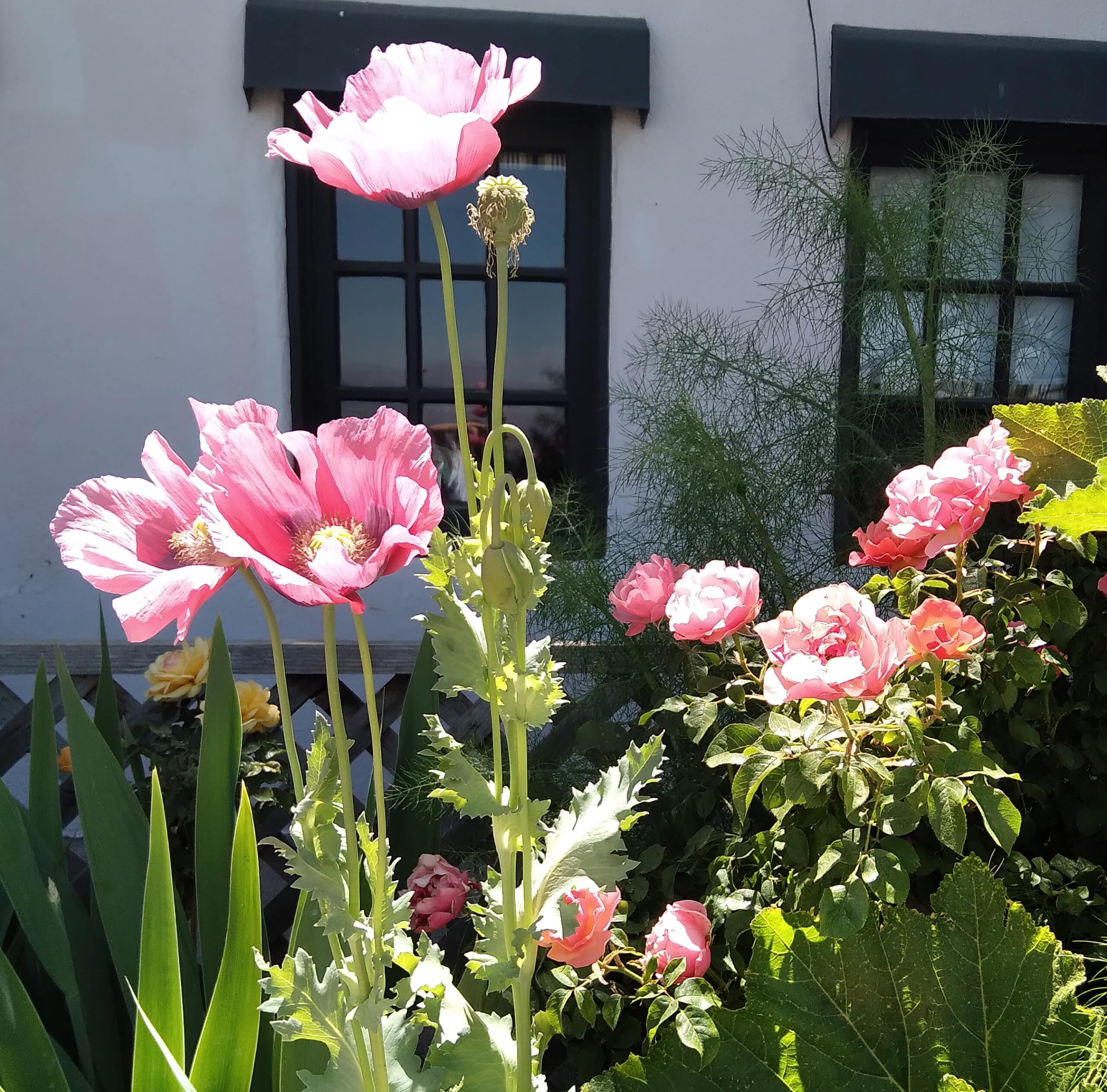 Roses 4 Roses 4