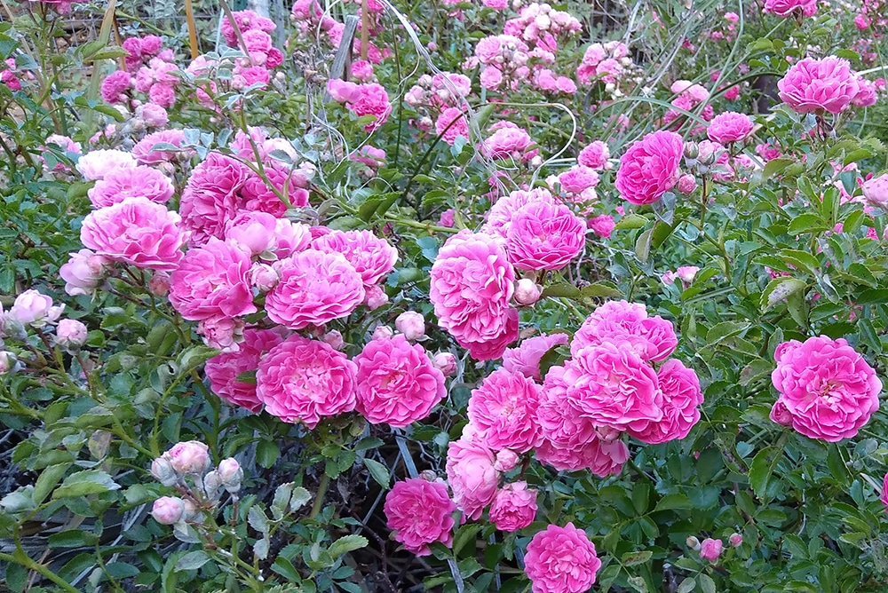 Wild roses Wild roses