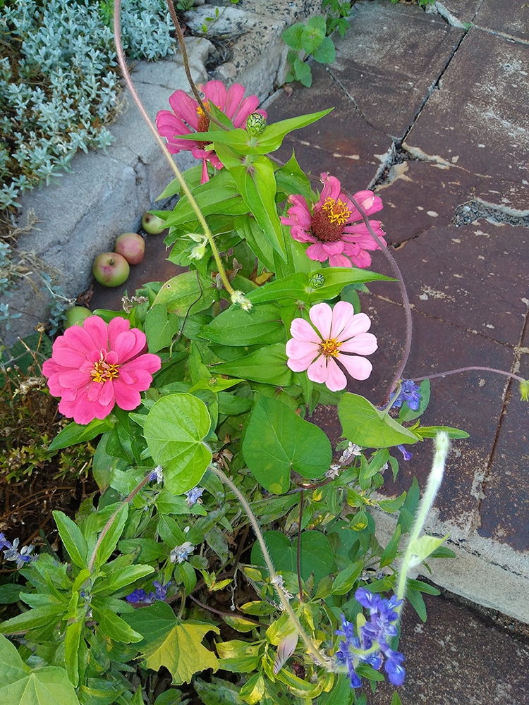 Fleurs 2 Fleurs 2