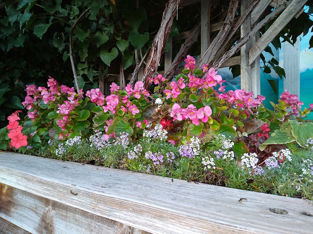 Fleurs 4 Fleurs 4