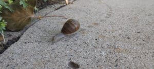 Snail and trail
