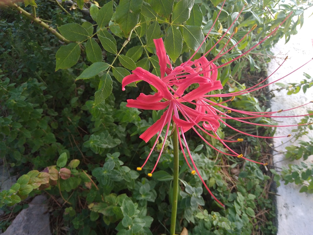 Surprise lily 2 Surprise lily 2