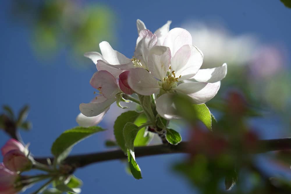 apple 4-24-23