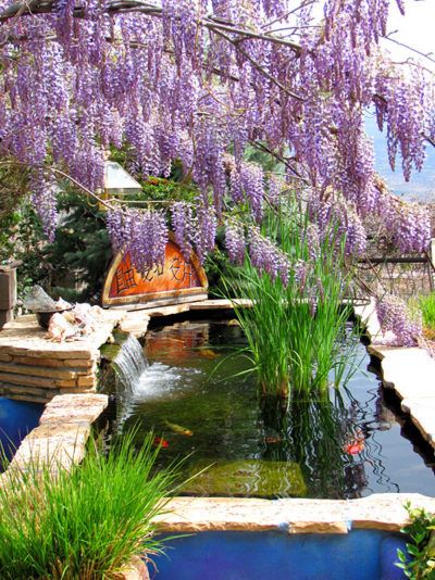 Wisteria over koi pond, Jerome lodging