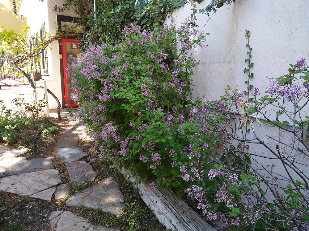 Abounding Blooms