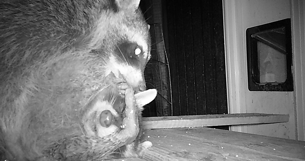 Frisky Is As Frisky Does