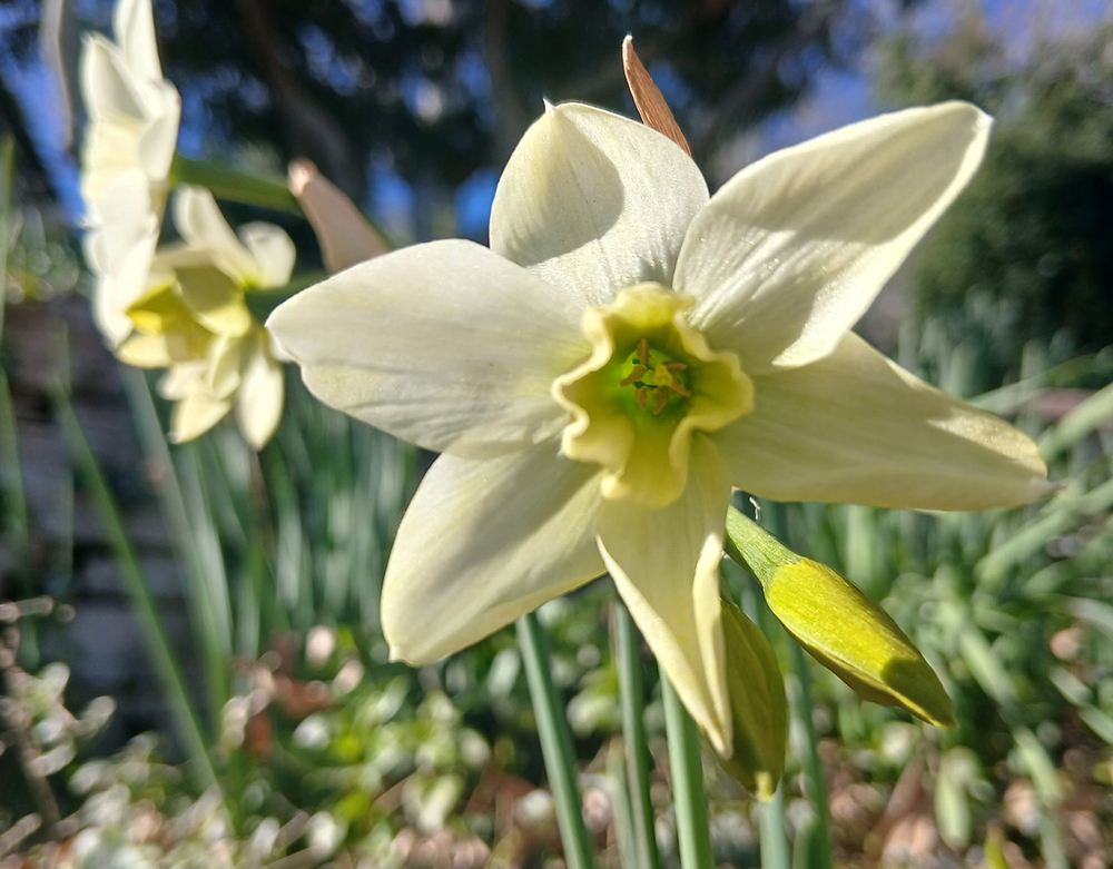 Born-again Counters and More