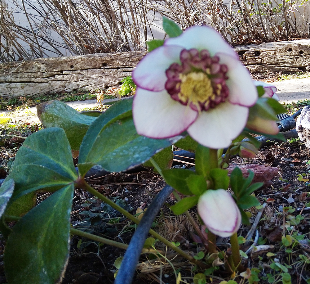 The Front Porch Comes to Life!