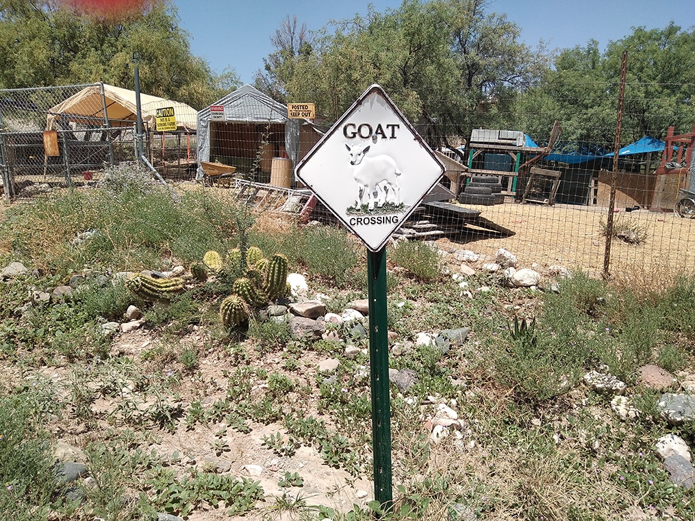 Rather than Mice & Men, we cotton to Of Ducks & Goats!
