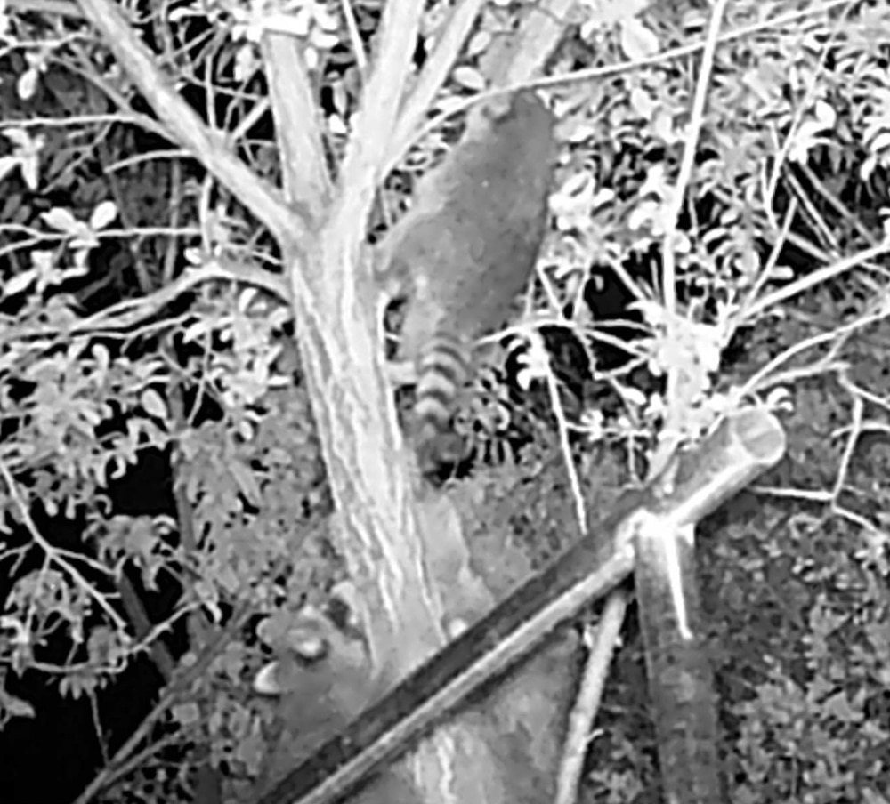 We’re Growing Raccoons in Bunches!